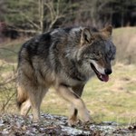Co dalej z wilkami? Kontrowersyjne plany Unii Europejskiej