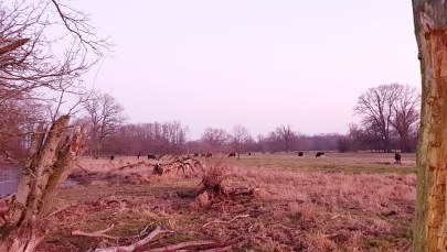 Co dalej ze stadem Wolnych Krów z Lubuskiego? 