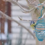 Co dodawać w mrozy do karmnika? Ten przysmak doda ptakom energii 