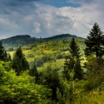 Co godzinę w Karpatach znika las o wielkości 5 boisk piłkarskich