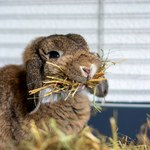 Co jedzą króliki? Fakty i mity na temat ich żywienia