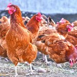 Co kryje się w oborniku? Groźne geny rozprzestrzeniają się na całym świecie