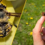 Co lata wokół ciebie i może użądlić. Znasz różnice?