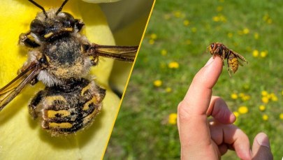 Co lata wokół ciebie i może użądlić. Znasz różnice?
