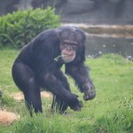 Co mówią szympansy? Mają świetnie przygotowany język