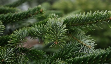 Co możesz przynieść do domu na choince? Ten prosty zabieg usunie owady