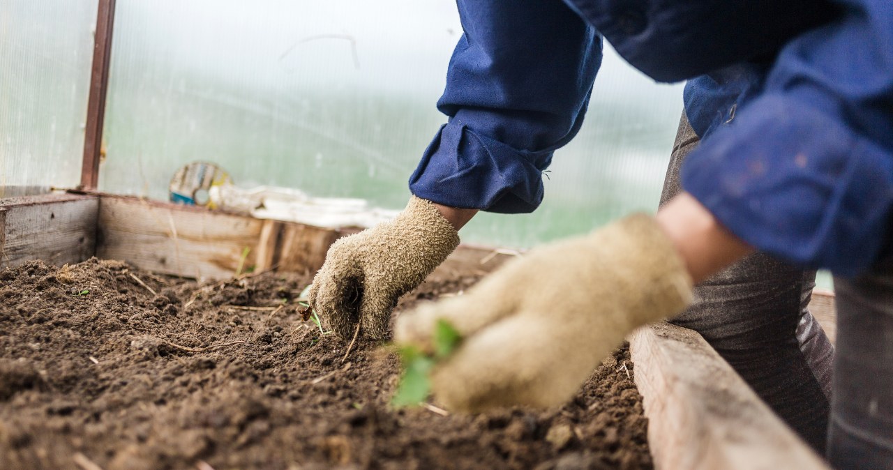 Co można siać już w styczniu? /123RF/PICSEL