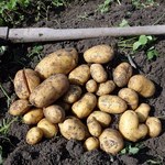 Co można uprawiać po ziemniakach? Sprawdzony sposób na obfite plony