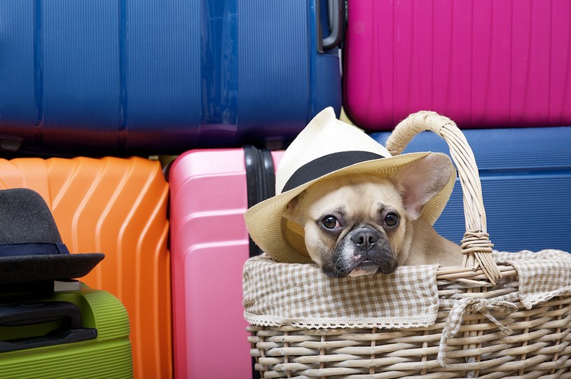 Co musisz wiedzieć, zabierając psa za granicę? Dokumenty, przepisy i transport /123RF/PICSEL