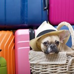 Co musisz wiedzieć, zabierając psa za granicę?