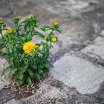 Co na chwasty? Ogrodnik poleca bardzo mocny środek