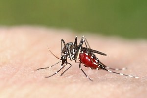 Co najbardziej przyciąga komary? Te zapachy działają jak magnes
