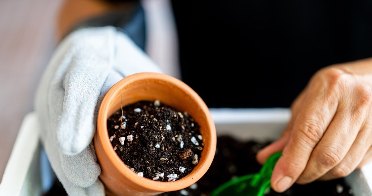 Co należy wysiać w najbliższych tygodniach? Ta roślina pięknie kwitnie /123RF/PICSEL