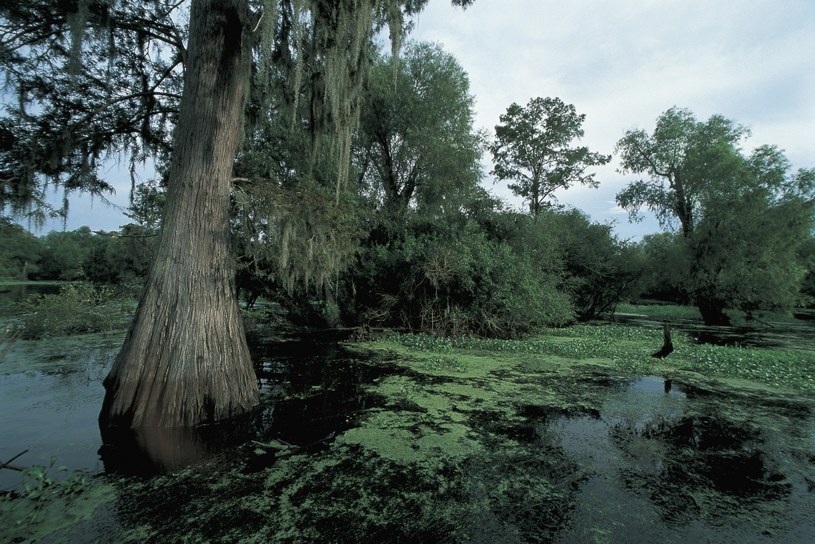 Co naprawdę kryją mokradła Luizjany? /Getty Images