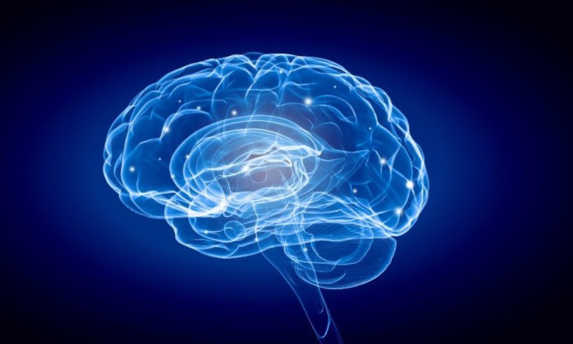 Co negatywnie wpływa na mózg? /123RF/PICSEL