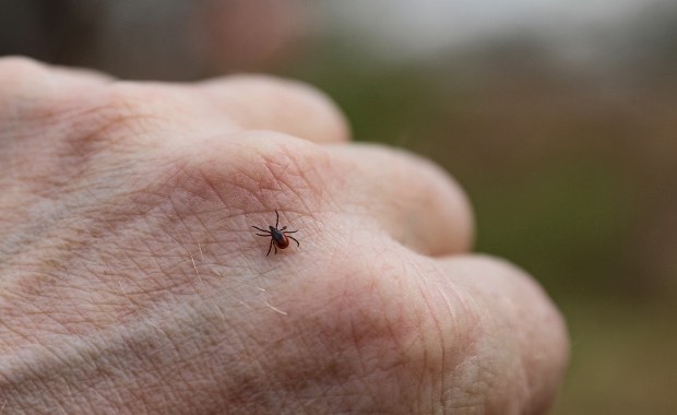 Co odstrasza kleszcze? Ten domowy sposób działa lepiej niż chemiczne spreje