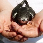 Co piąty gatunek ptaków w Europie zagrożony wyginięciem