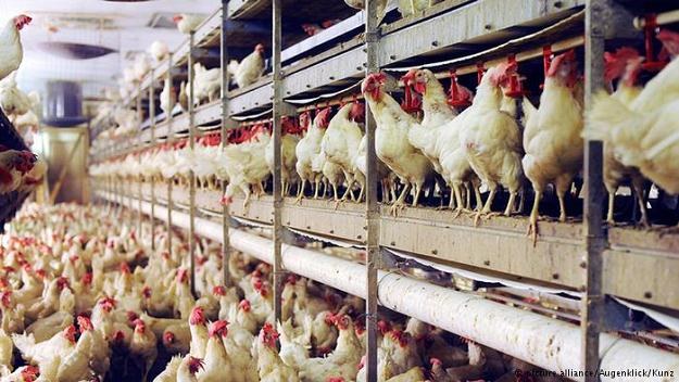 Co piąty ubity kurczak w Niemczech jest skażony salmonellą /Deutsche Welle