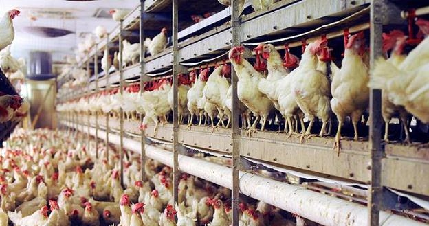 Co piąty ubity kurczak w Niemczech jest skażony salmonellą /Deutsche Welle