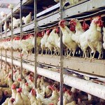 Co piąty ubity kurczak w Niemczech skażony salmonellą