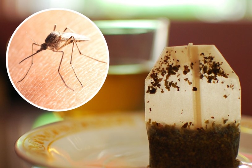 Co pomoże, kiedy ugryzł komar? Skutecznych środków poszukaj w kuchni /123RF/PICSEL