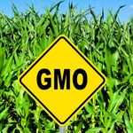 Co powinniśmy wiedzieć o GMO?