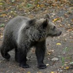 Słowacja Co przyciąga niedźwiedzie w Polsce? Przyrodnicy apelują