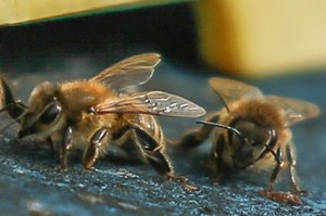 Co robią pszczoły, ile produkują miodu i dlaczego są pożyteczne?