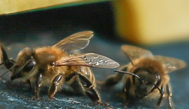 Co robią pszczoły, ile produkują miodu i dlaczego są pożyteczne?