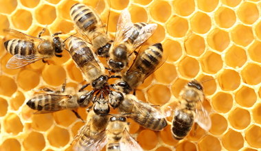Co robią pszczoły zimą? Odpowiedź zaskakuje