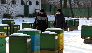 Co robią pszczoły zimą? Odpowiedź zaskakuje