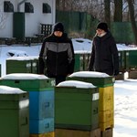 Co robią pszczoły zimą? Odpowiedź zaskakuje
