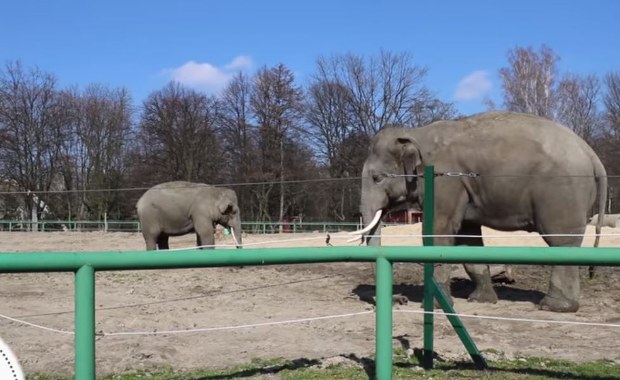 Co robią zwierzęta w śląskim zoo w czasie kwarantanny?