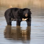 Co robić, gdy zbliża się niedźwiedź. Japończycy mają sprawdzone metody