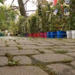 Co robić jesienią w ogrodzie? Oto co będzie modne w tym sezonie