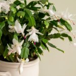 Co robić, żeby grudnik zakwitł w grudniu? Odmiany, kolory i pielęgnacja