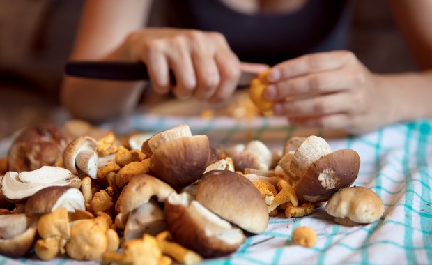 Co roku setki zatruć grzybami. Jak rozpoznać te trujące? 