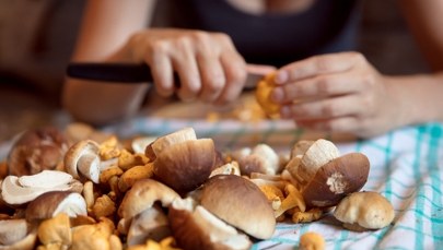 Co roku setki zatruć grzybami. Jak rozpoznać te trujące? 