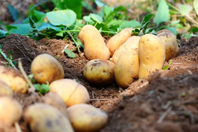 Co sadzić po ziemniakach? Zaplanuj już teraz, by plony były obfite