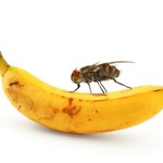 Co się dzieje, kiedy mucha siada na twoim jedzeniu?