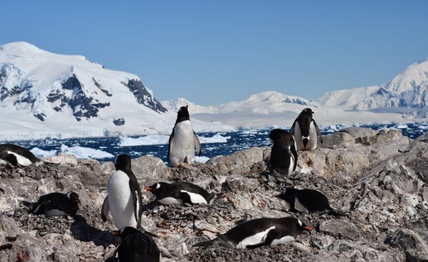 Co się dzieje z pingwinami? Nowe badania ujawniają skutki ocieplenia