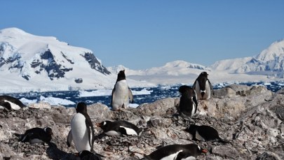 Co się dzieje z pingwinami? Nowe badania ujawniają skutki ocieplenia
