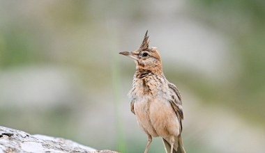 Co się dzieje ze skowronkami w Polsce? Jedne giną, drugie mają się świetnie