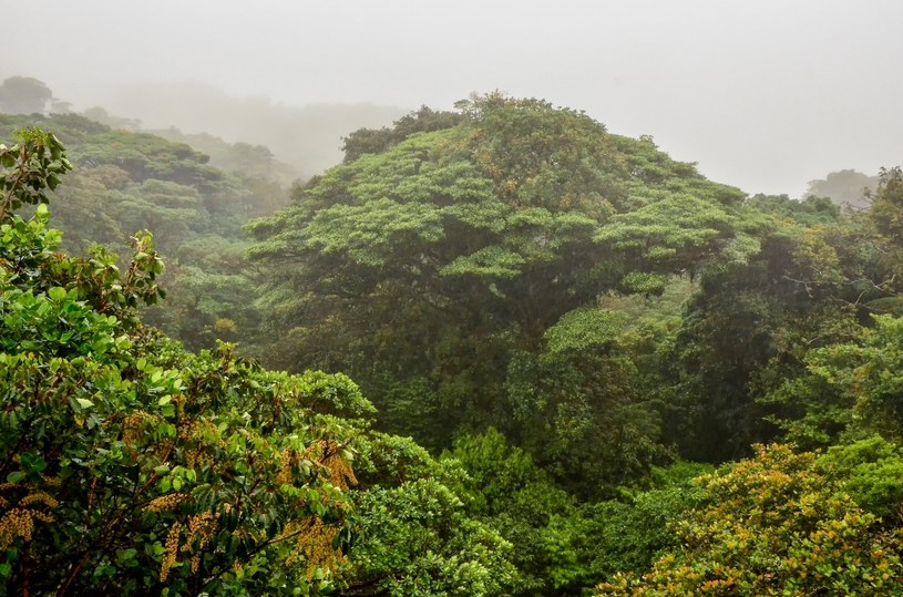 Co skrywa pradawny tropikalny las w Panamie? (zdjęcie ilustracyjne) /cameris /123RF/PICSEL