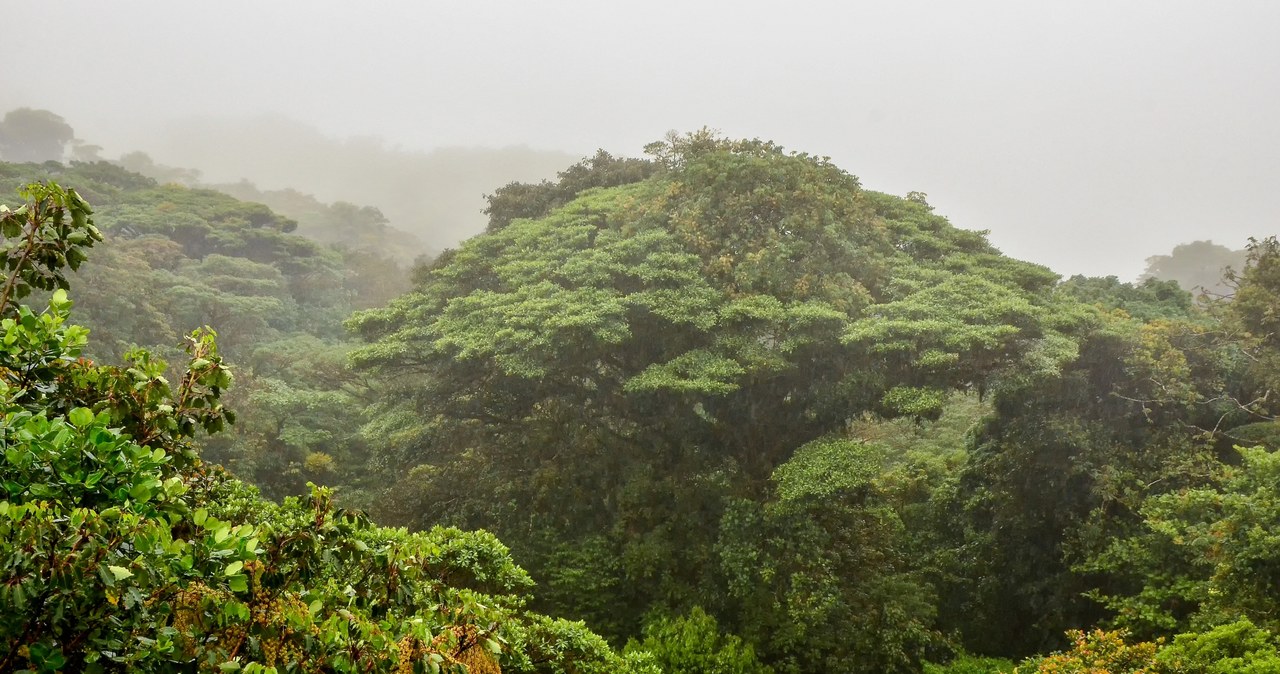 Co skrywa pradawny tropikalny las w Panamie? (zdjęcie ilustracyjne) /cameris /123RF/PICSEL
