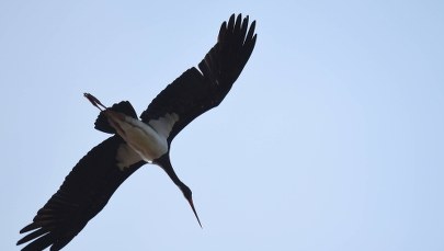 Co słychać u pary bocianów czarnych? Transmisja online z gniazda!