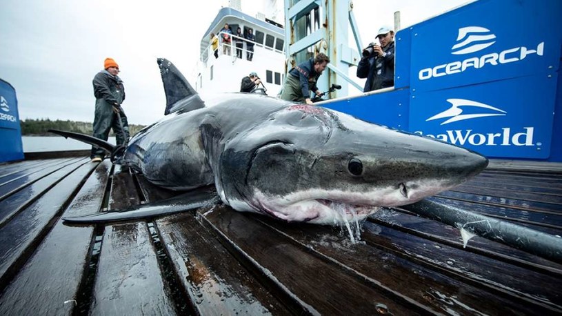 Co spotkało Vimy'ego? /Fot. OCEARCH /materiały prasowe