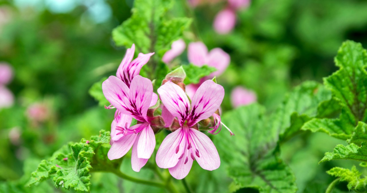 Co sprawia, że anginka żółknie i usycha podczas zimy? /123RF/PICSEL