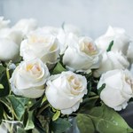 Co symbolizują i oznaczają białe róże? Niewinność to jedna z ich cech
