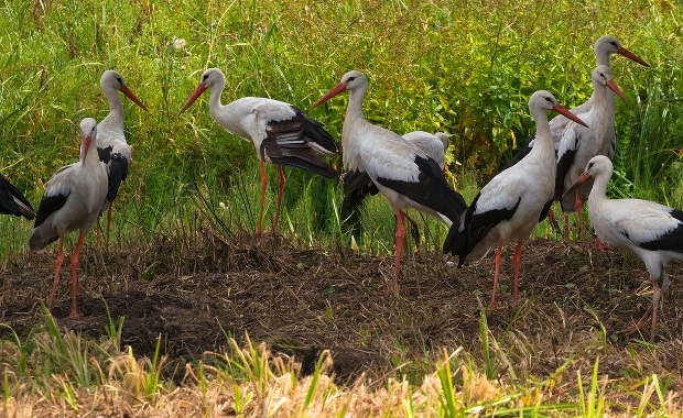 ​Co szósty bocian mieszka w Polsce